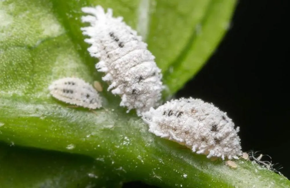 Bệnh rệp sáp trên cây Alocasia.