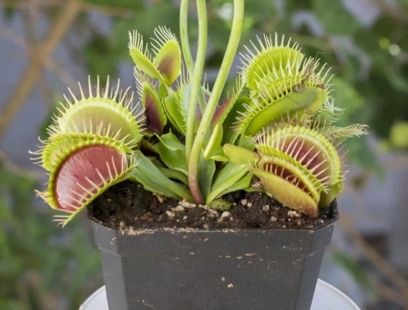 Các loại size của cây bẫy kẹp