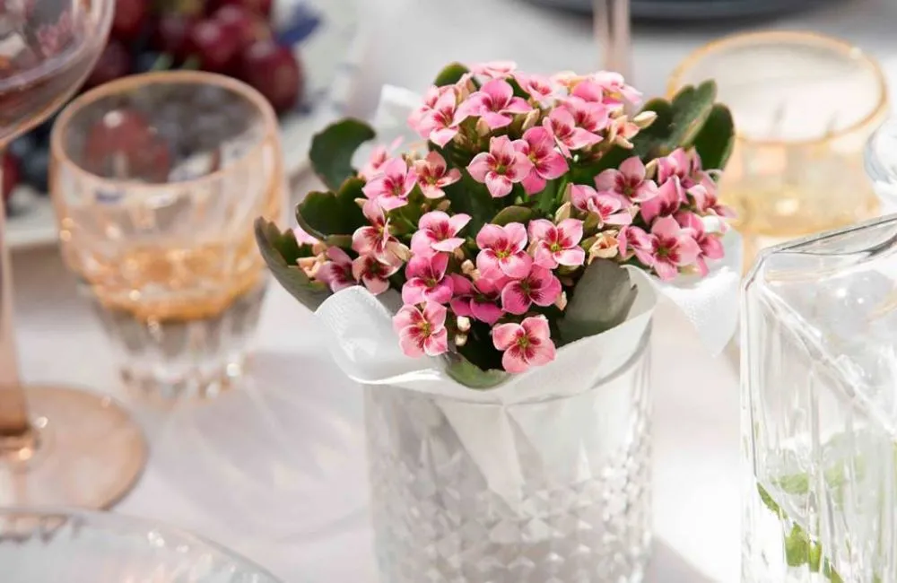 Cây sống đời mini