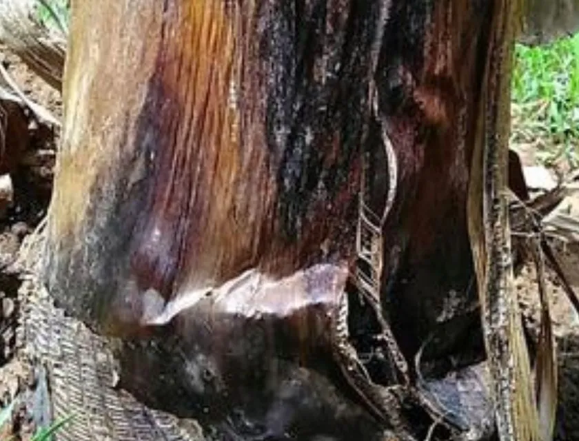 Nấm và vi khuẩn gây thối rễ chuối var