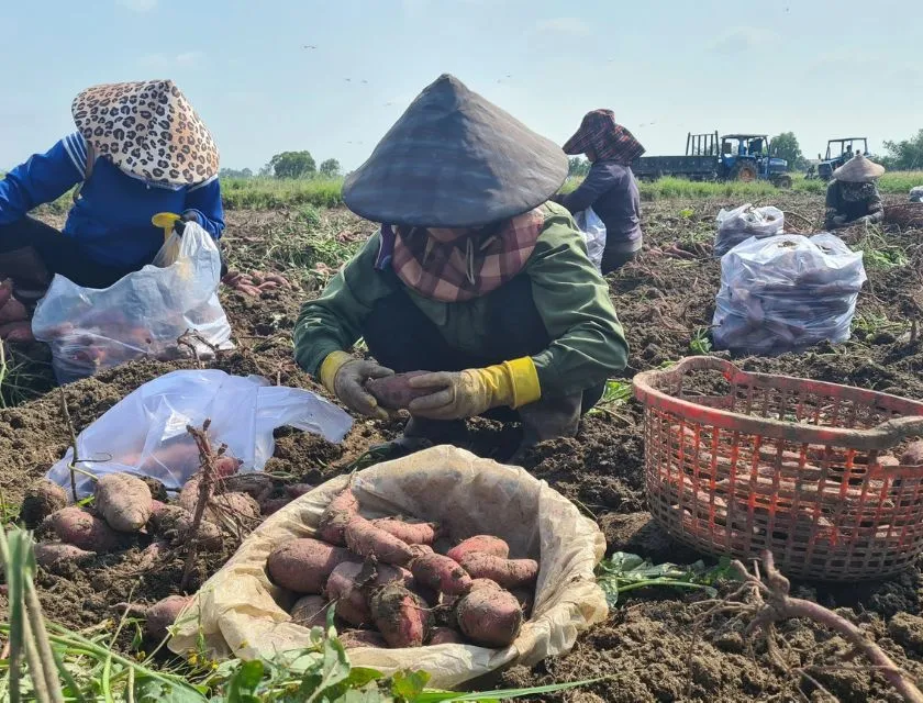 Kỹ thuật thu hoạch khoai lang Nhật