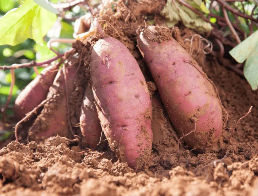 Thời điểm thu hoạch khoai lang Nhật 