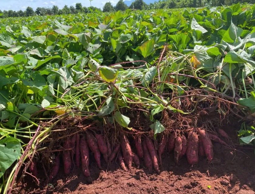 Thu hoạch khoai lang Nhật đúng thời vụ 