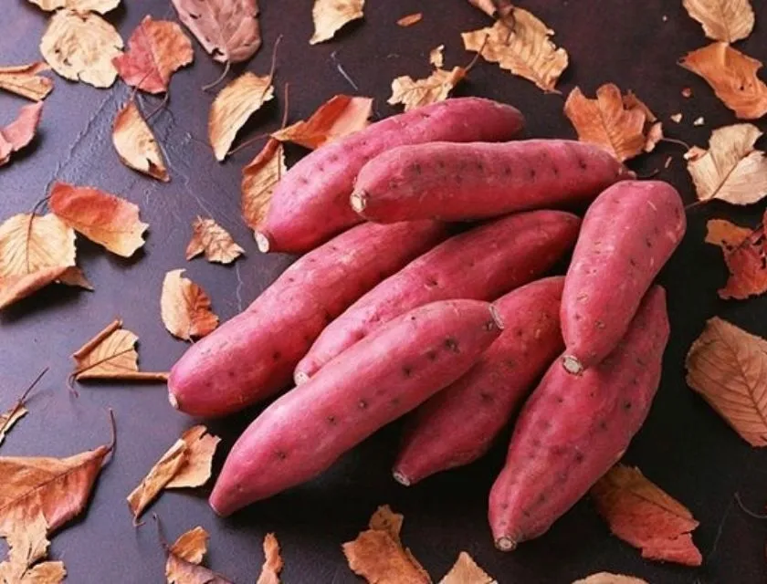 Cách trị khoai lang mọc mầm 