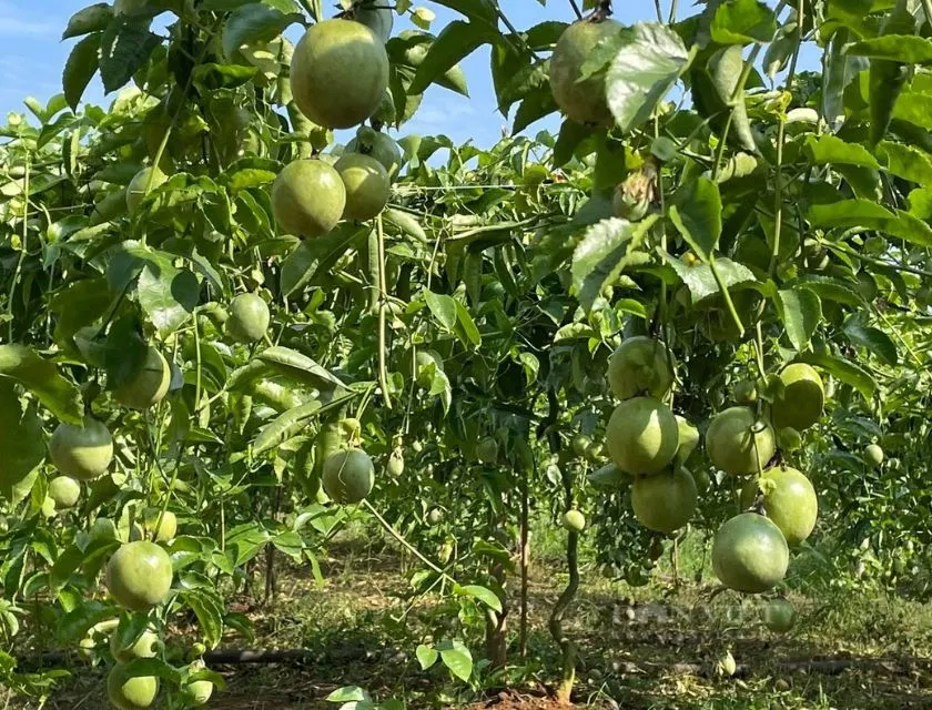 Đất đỏ bazan trồng chanh dây cấy mô 