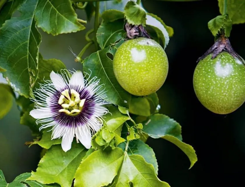 Trung vi lượng cho chanh dây 