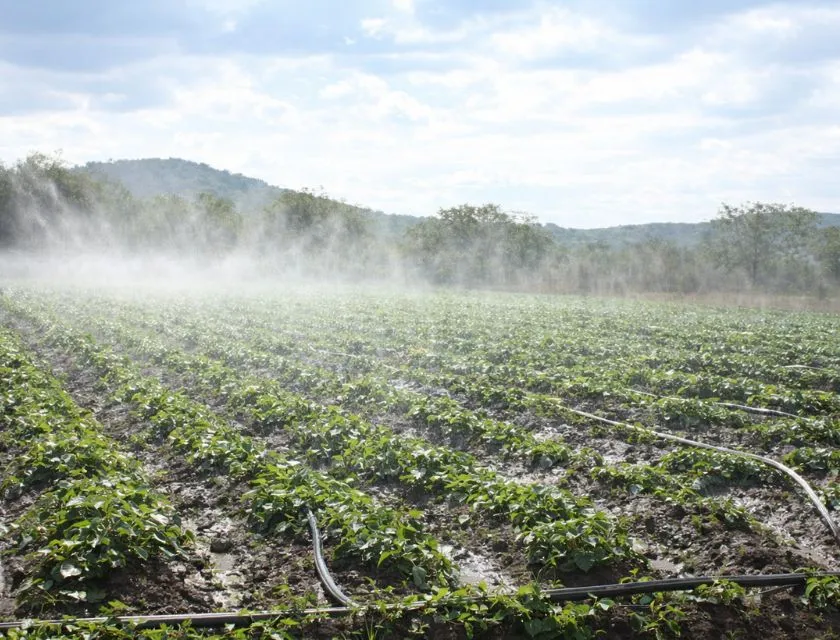 Tưới nước cho khoai trước khi đào