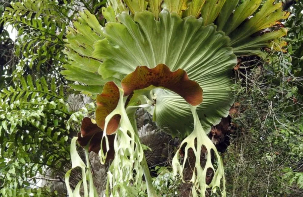 Nhờ kỹ thuật trồng cây ổ rồng cấy mô mới có được ổ rồng form đẹp và xanh tốt