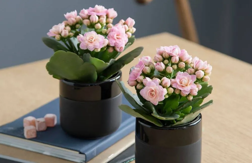 Trang trí nhà cửa bằng hoa sống đời mini 