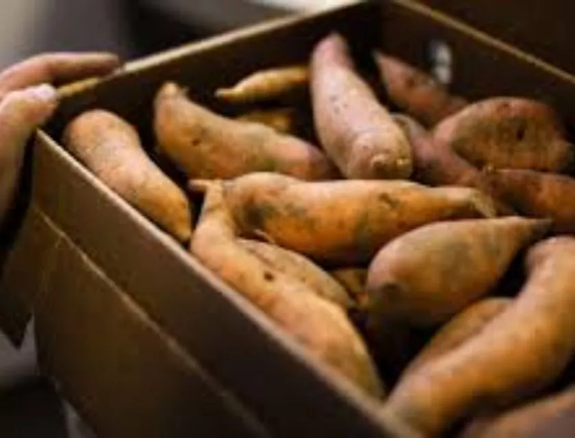 Bảo quản khoai lang tại nhà