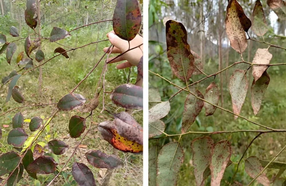 Bệnh nấm lá nấm thân trên cây bạch đàn