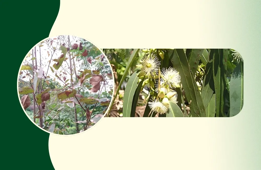 bệnh cây bạch đàn