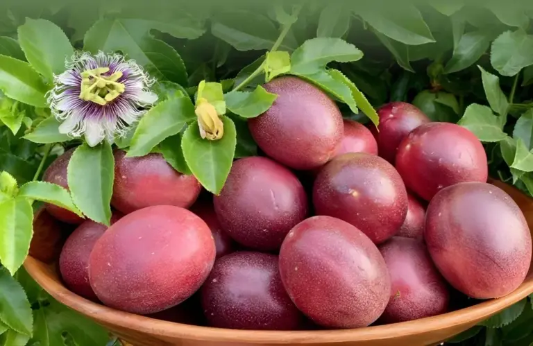 Top các bệnh cây chanh dây nguy hiểm và cách phòng trị