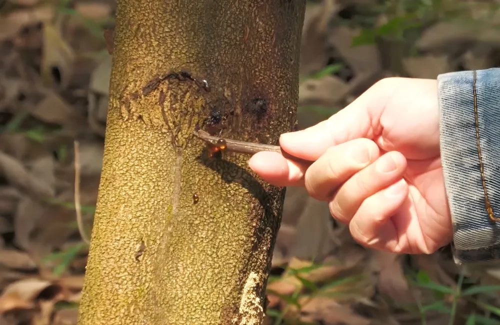 Bệnh nấm lá – thân keo