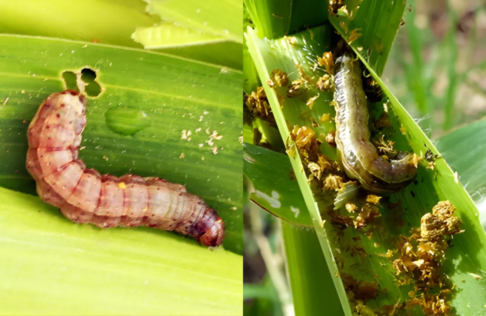 Sâu hại cây keo phổ biến