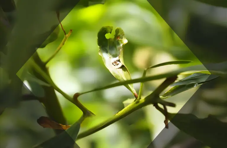 Cách nhận biết bệnh cây keo và biện pháp khắc phục kịp thời