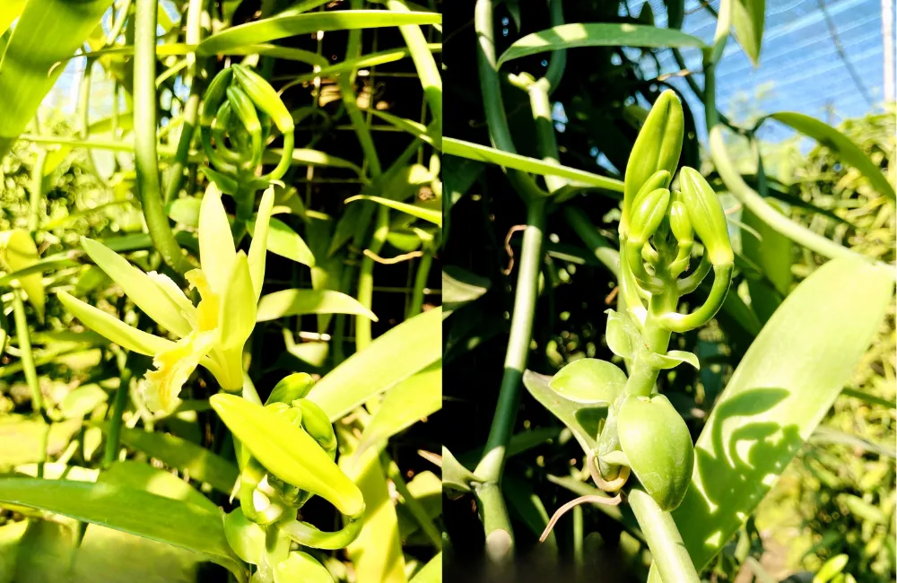 Cách phòng vàng lá vani đỏ hiệu quả