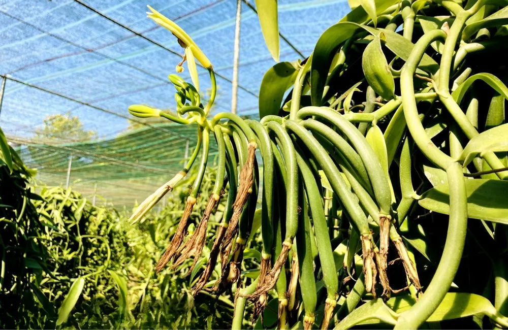 Dấu hiệu xuất hiện rệp sáp, nấm bồ hóng cây vani đỏ