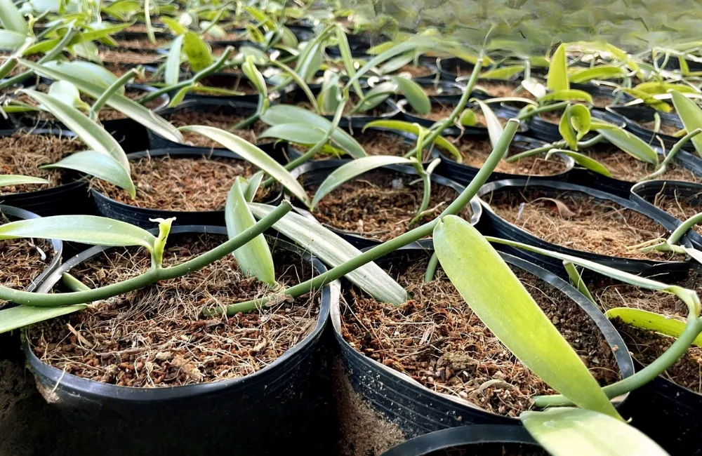 Cách phòng ngừa bệnh cho vườn vani đỏ