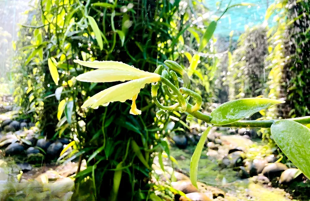 bệnh cây vani đỏ cấy mô