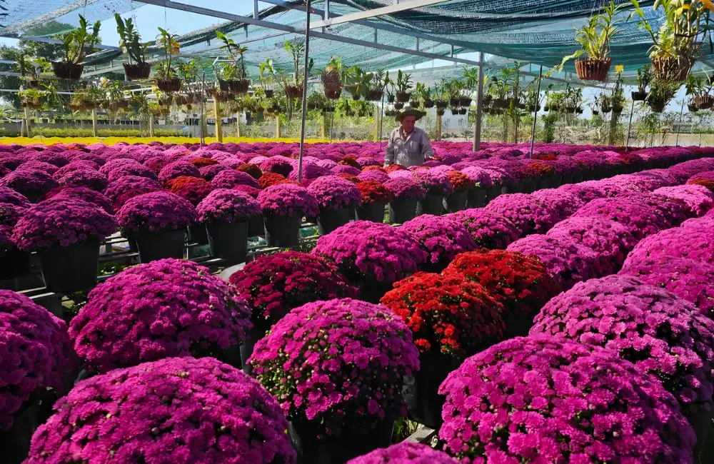 Nấm, vi khuẩn, côn trùng ở cây cúc mâm xôi hồng