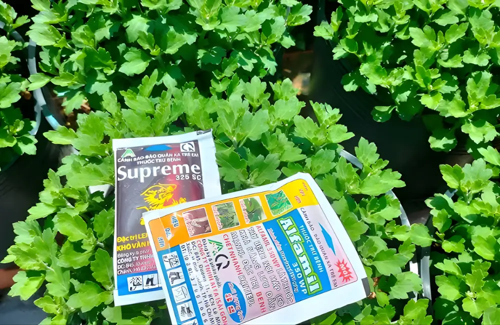 Bệnh cúc mâm xôi hồng cháy lá do nắng