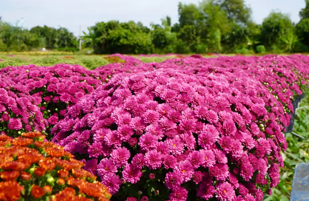 Bệnh ở cúc mâm xôi hồng