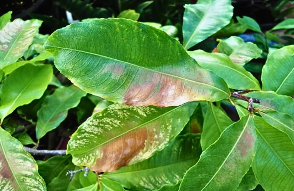 Bệnh mai quý cấy mô 