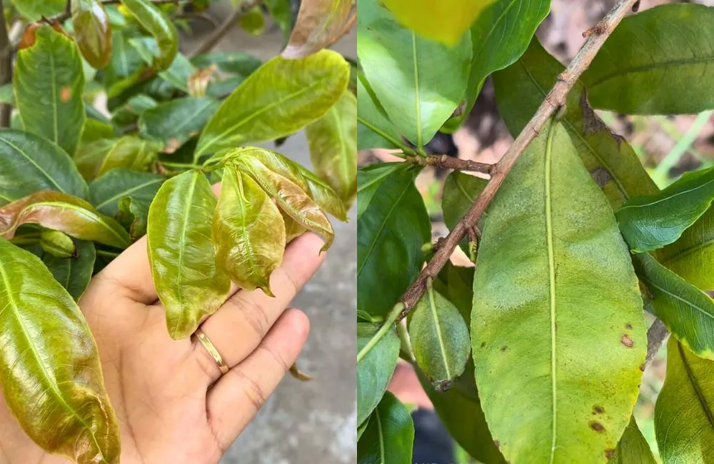 Bệnh mai quý cấy mô 