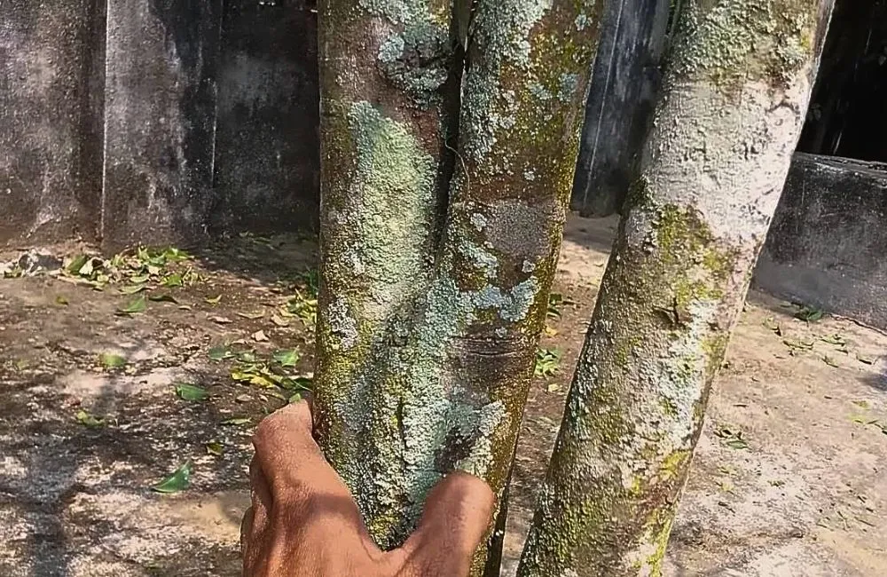 Bệnh mai quý cấy mô 