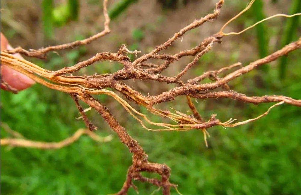 Bệnh mai quý cấy mô 