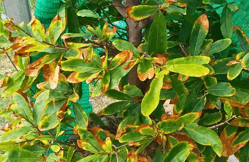 Bệnh mai quý cấy mô 