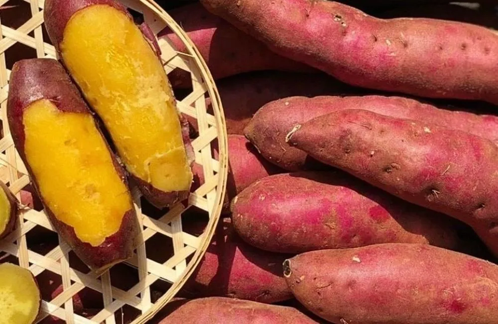 Bảo quản phòng bệnh thối củ khoai lang Nhật