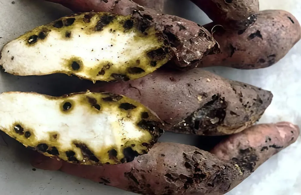 Nhận biết bệnh thối củ khoai lang Nhật 