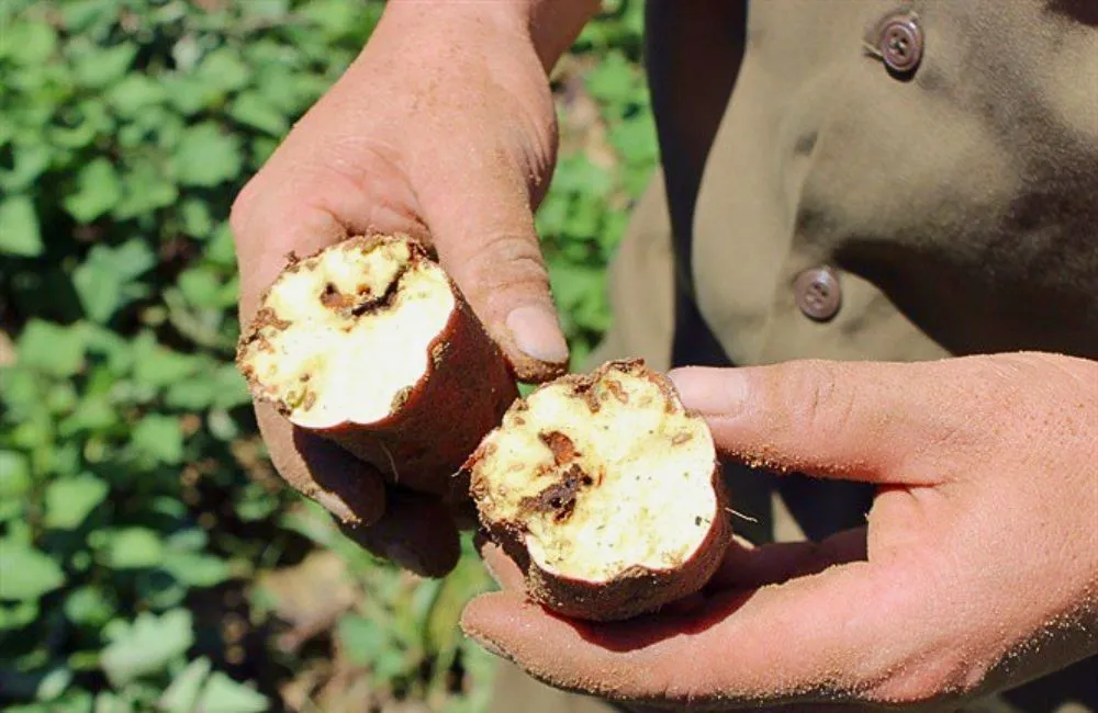 Bệnh thối củ khoai lang Nhật 