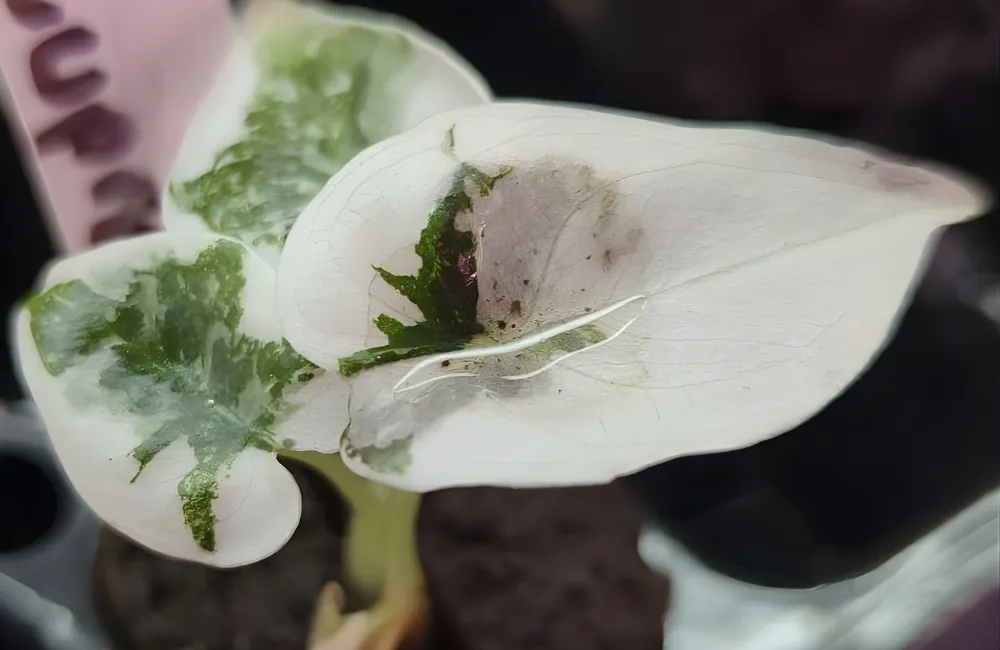 Bệnh nấm lá – đốm lá trên cây Pink