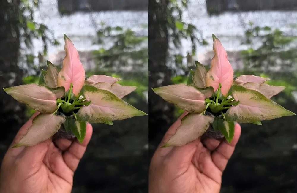 Sâu hại phổ biến trên cây Pink