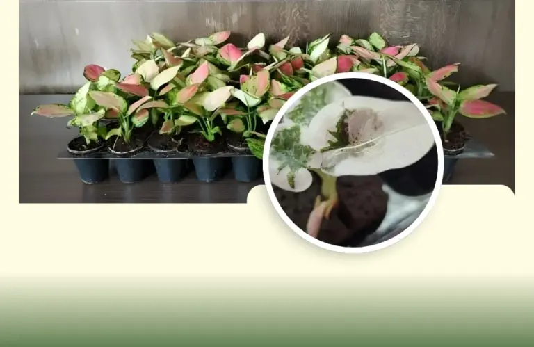 Bệnh trên cây Pink do đâu? Nguyên nhân và cách phòng hiệu quả