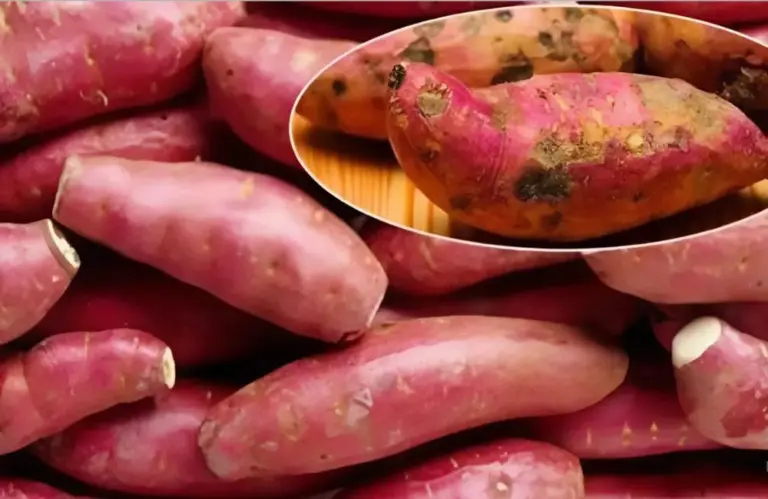 Bệnh trên khoai lang Nhật – Nhận biết, nguyên nhân và cách phòng trừ