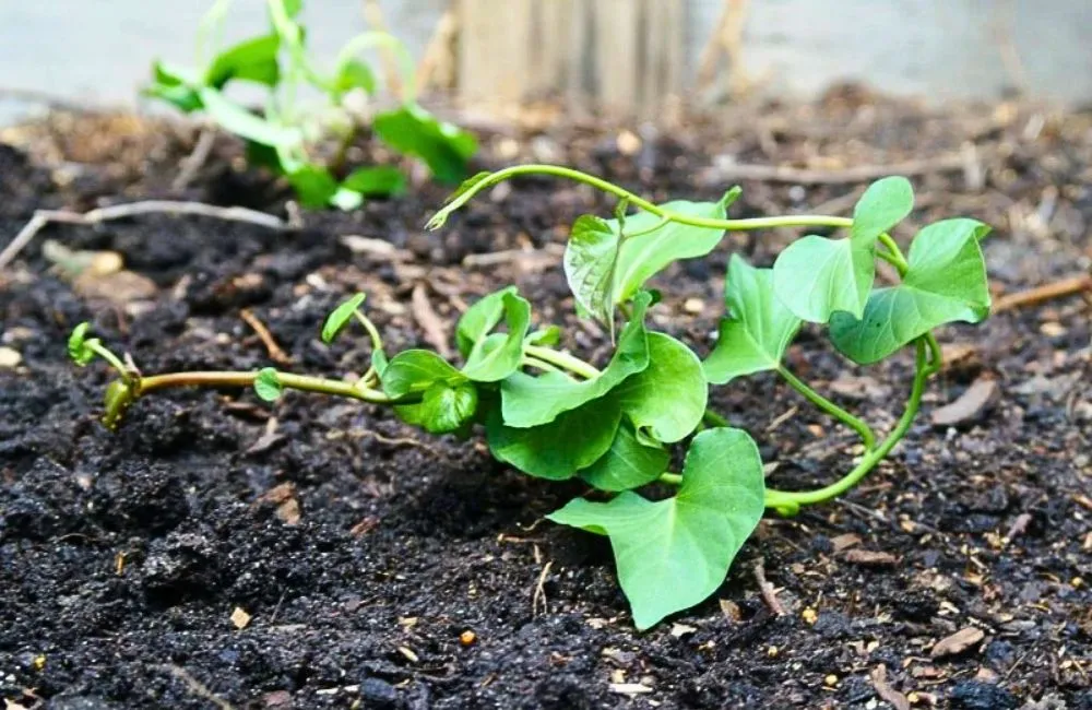 Bệnh trên khoai lang Nhật - chọn giống chuẩn 