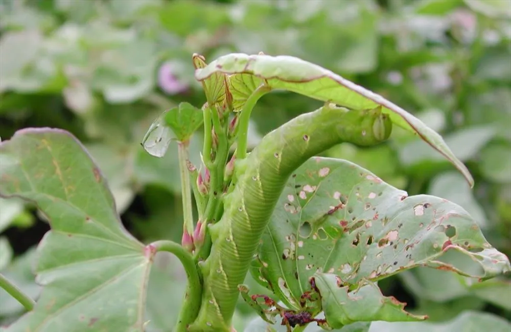 Bệnh trên khoai lang Nhật - sâu hại 
