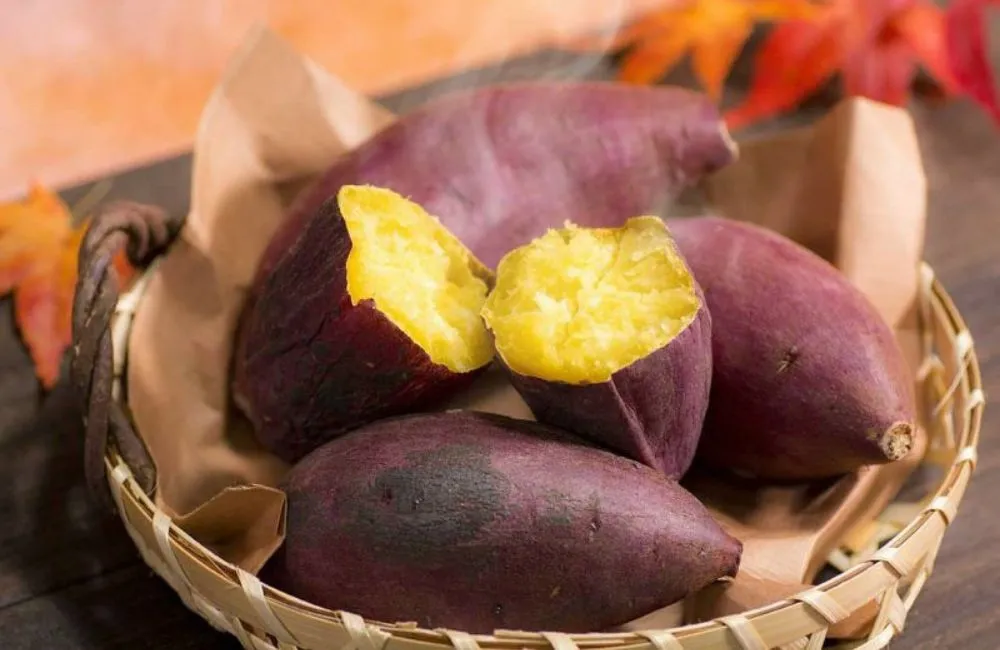 Bệnh trên khoai lang Nhật 