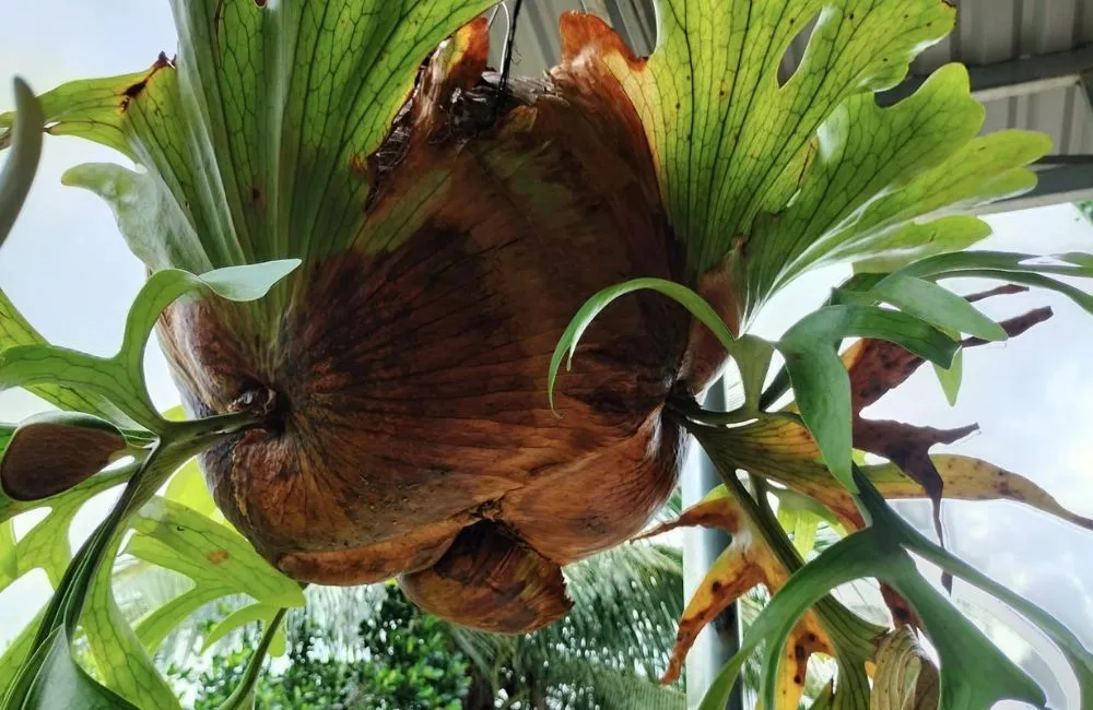 Ổ rồng xuất hiện vàng lá và đốm nâu do điều kiện chăm sóc không phù hợp.