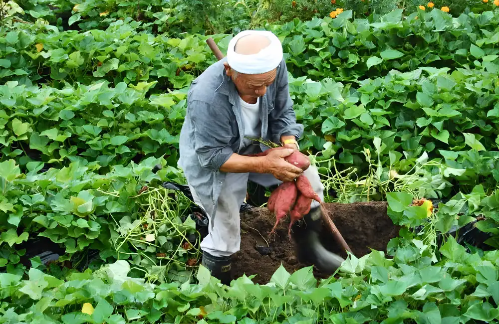 Lịch bón phân cho khoai lang Nhật chuẩn 3 giai đoạn