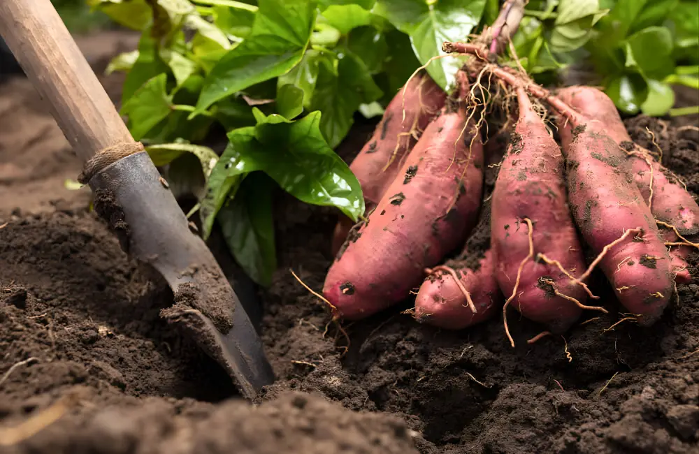 Giải pháp xử lý thiếu hoặc thừa dinh dưỡng cho cây khoai lang Nhật