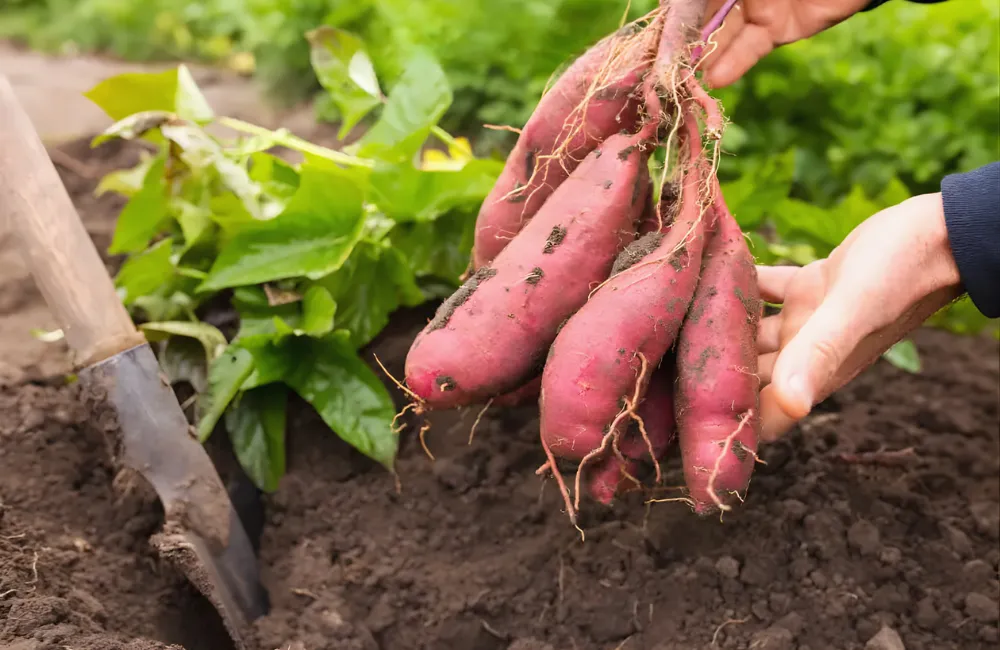 bón phân cho khoai lang Nhật cấy mô