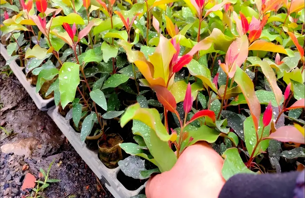 Vùng trồng bạch đàn U6 cấy mô