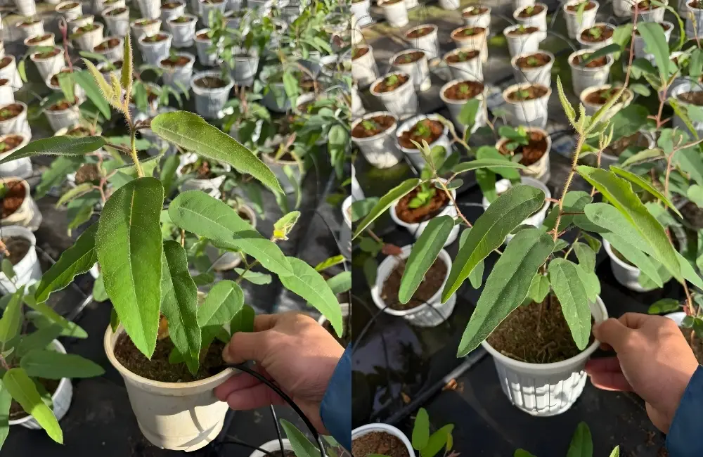 So sánh nhanh các giống bạch đàn cấy mô phổ biến