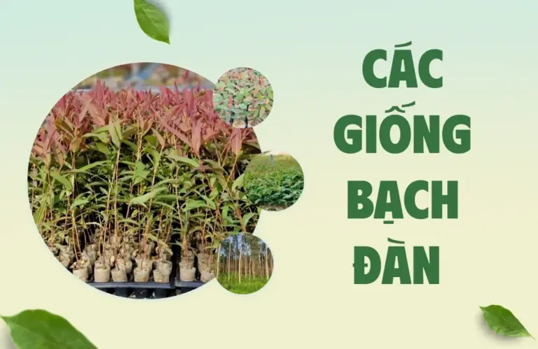 Các giống bạch đàn phổ biến cho trồng rừng kinh tế hiện nay