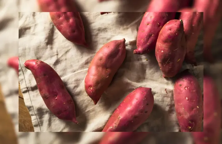 Các giống khoai lang Nhật năng suất cao được ưa chuộng nhất